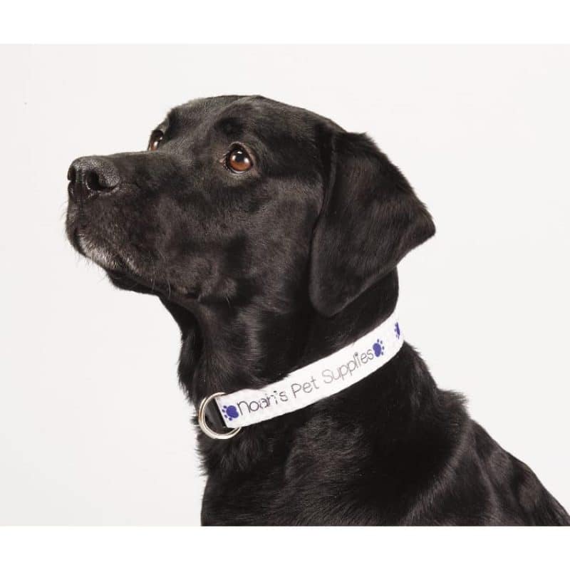 Custom Full Color 1'' Wide Adjustable Pet Collar