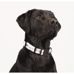 Custom Full Color 1'' Wide Adjustable Pet Collar - 3
